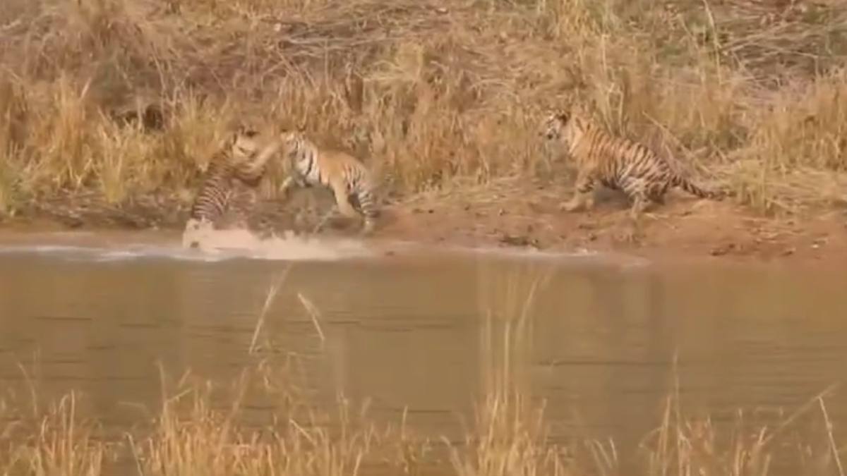 Wild Animals: गर्मी में राहत पाने वाटर होल पहुंचे बाघ और शावक, अठखेलियां करते वीडियो हुआ Viral