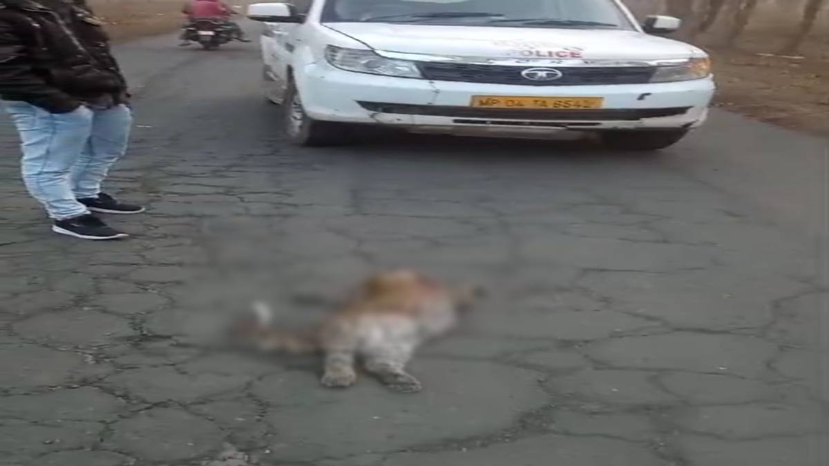 सड़क किनारे मिला तेंदुए का शव, वाहन की टक्कर से मौत की आशंका