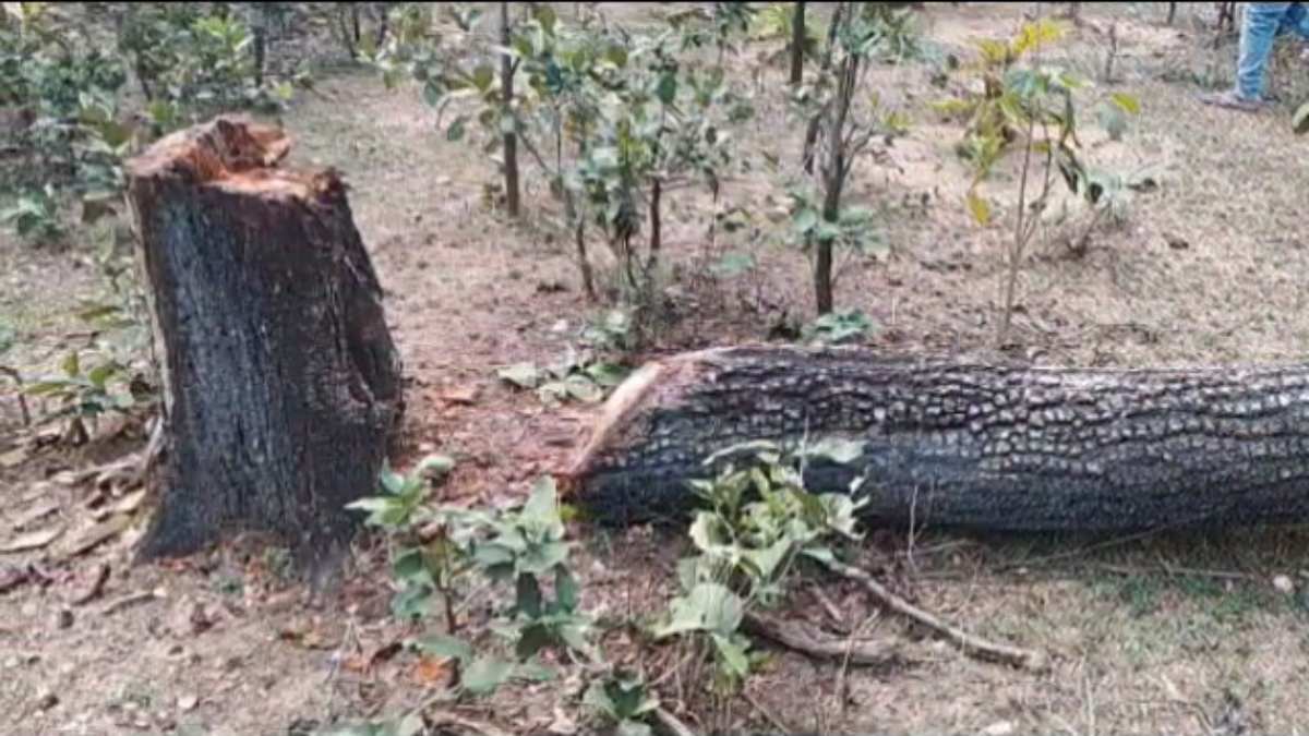 CG NEWS : वन भूमि पर कब्जा करने चढ़ा दी 50 से अधिक पेड़ों की बलि, 2 आरोपियों को विभाग ने पहुंचाया सलाखों के पीछे
