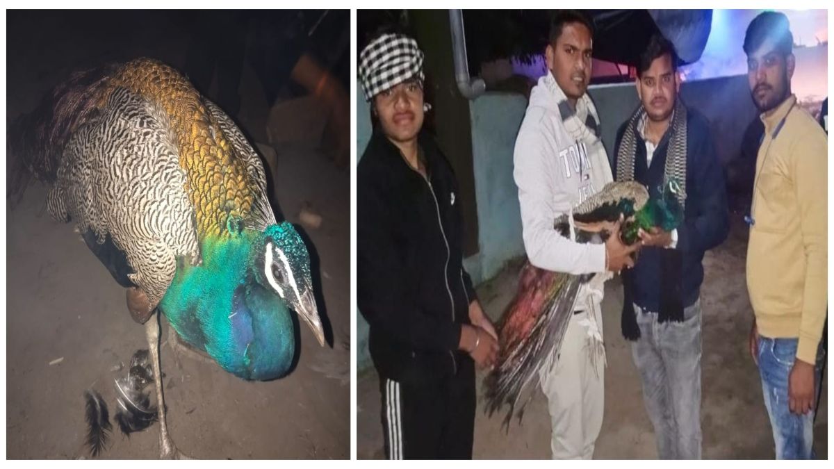 आवारा कुत्तों ने मोर पर किया हमला, पक्षी प्रेमियों ने बचाई जान, वन विभाग को किया सुपुर्द