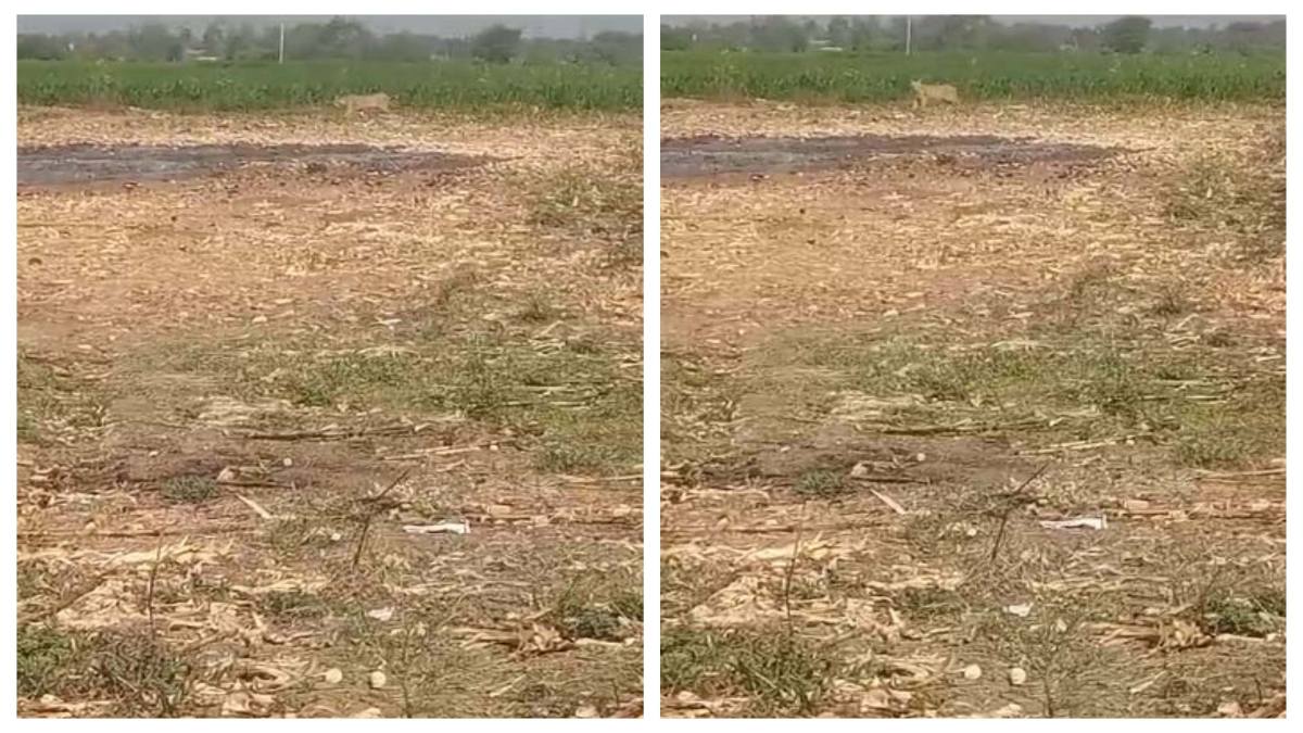 Tiger Movement: खेत से गुजरते हुए बाघ का Video वायरल, ग्रामीणों में दहशत का माहौल