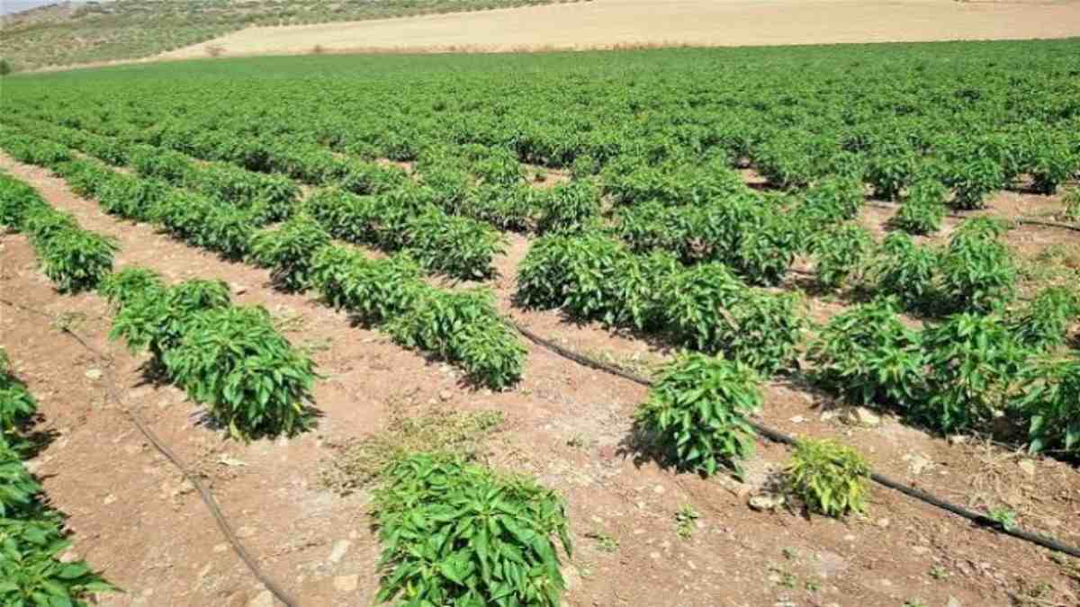 बदलते मौसम में इस तरह किसान बचाए मिर्च की फसल, ये हैं कीट से नियंत्रण का तरीका …