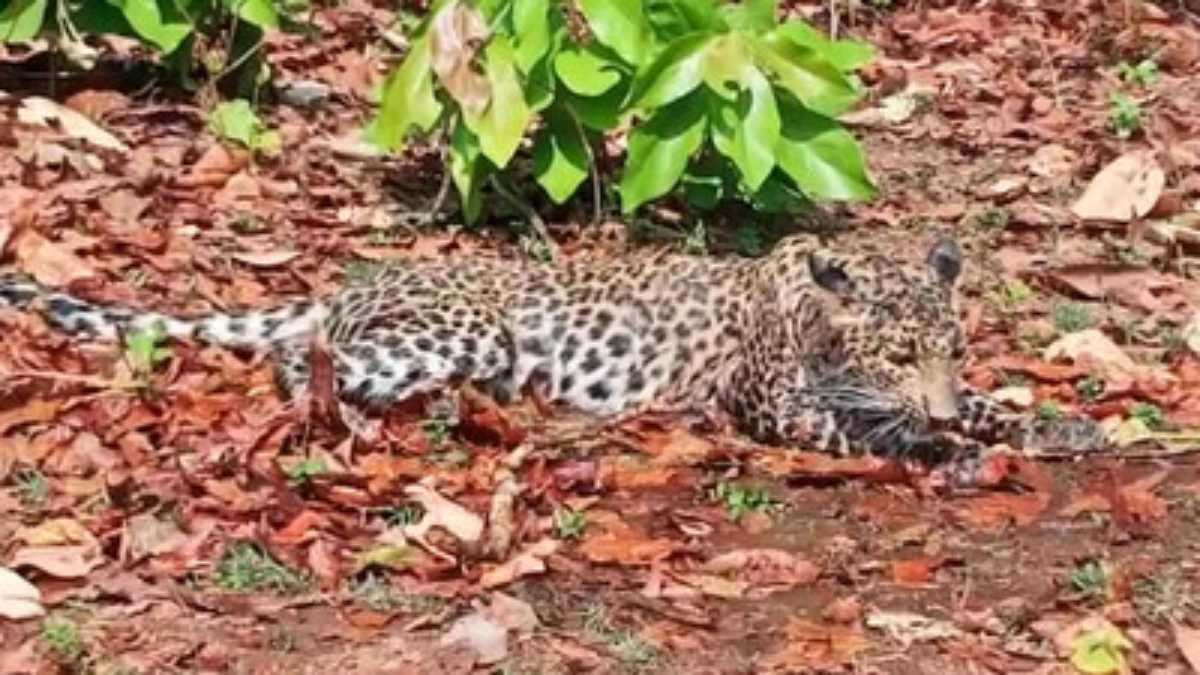 Odisha News : जंगल में मिला तेंदुए का शव, शिकारियों के फंदे में फंसने से मौत की आशंका