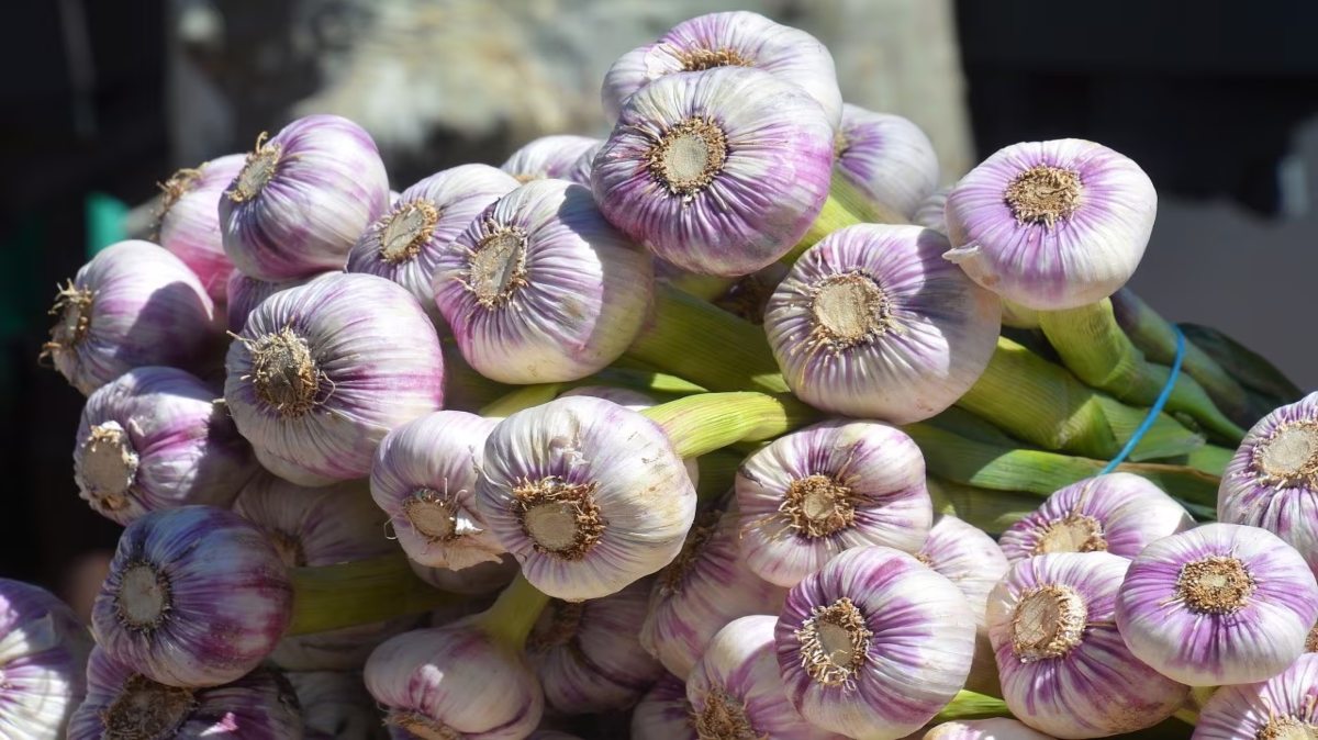 Garlic Price: महंगे लहसुन की देखरेख कर रही ‘तीसरी आंख’, किसानों को लहसुन से हो रहा बंपर मुनाफा…
