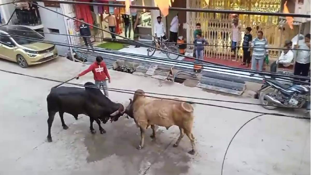 VIDEO: दो सांडों की लड़ाई में ‘बाहुबली’ बन रहा था युवक, फिर हुआ ये हाल…