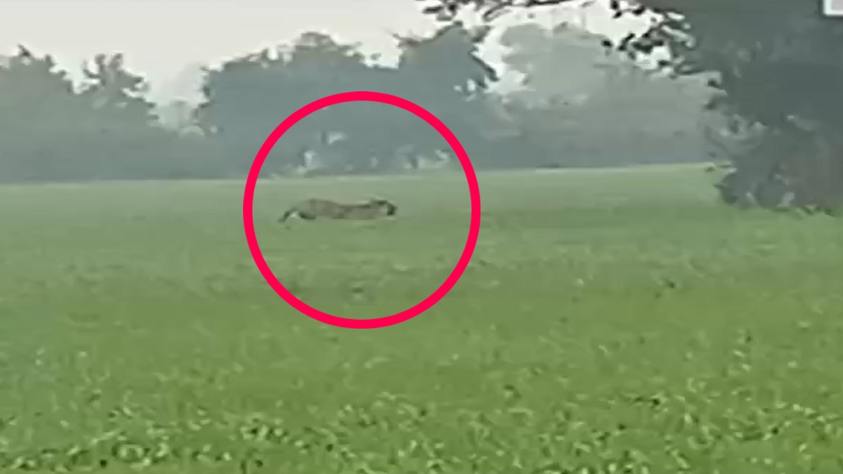 खेतों में टाइगर की चहल-कदमी का वीडियोः बाघ की गांव में आमद से ग्रामीणों में दहशत का माहौल