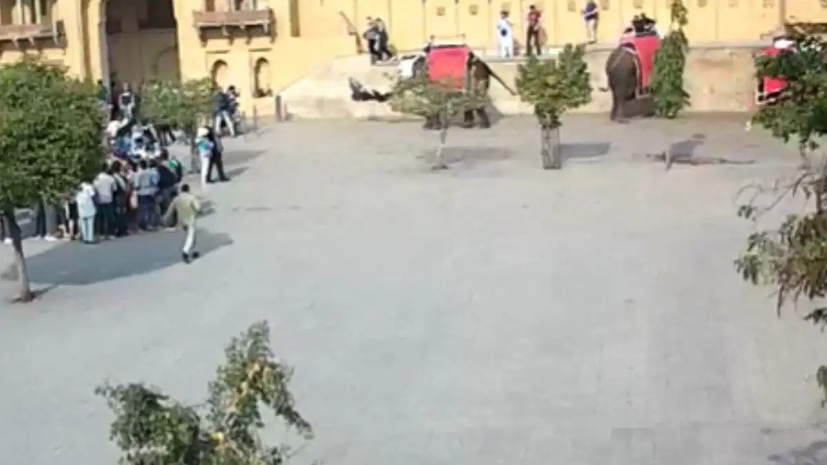 Rajasthan News: राजस्थान का वीडियो वायरल, रूसी महिला पर्यटक को हथिनी ने सूंड में उठाकर पटका, पैर में फ्रेक्चर…