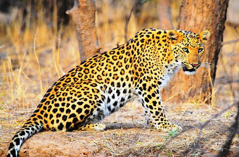 Rajasthan News: आखिरकार पकड़ा गया ‘आदमखोर’ तेंदुआ; 5 दिन में 3 लोगों की ले चुका था जान