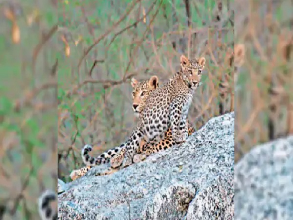 Rajasthan News: हवाला में दिखा पैंथर शावक, वीडियो वायरल