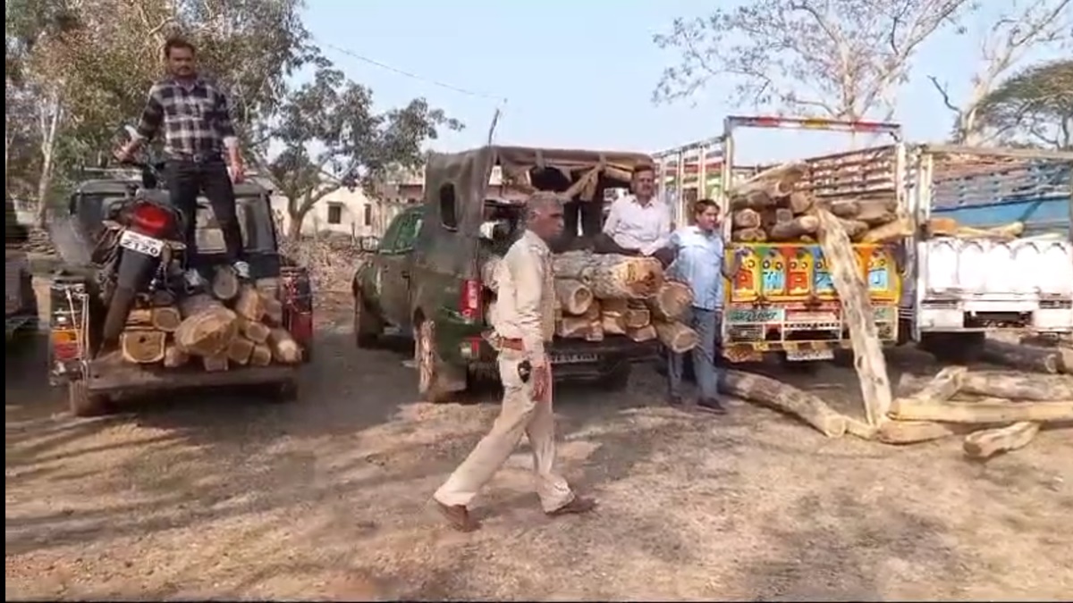MP में लाखों की सागौन लकड़ी जब्त, फॉरेस्ट अधिकारी बोलीं- मुझे इसकी जानकारी नहीं 