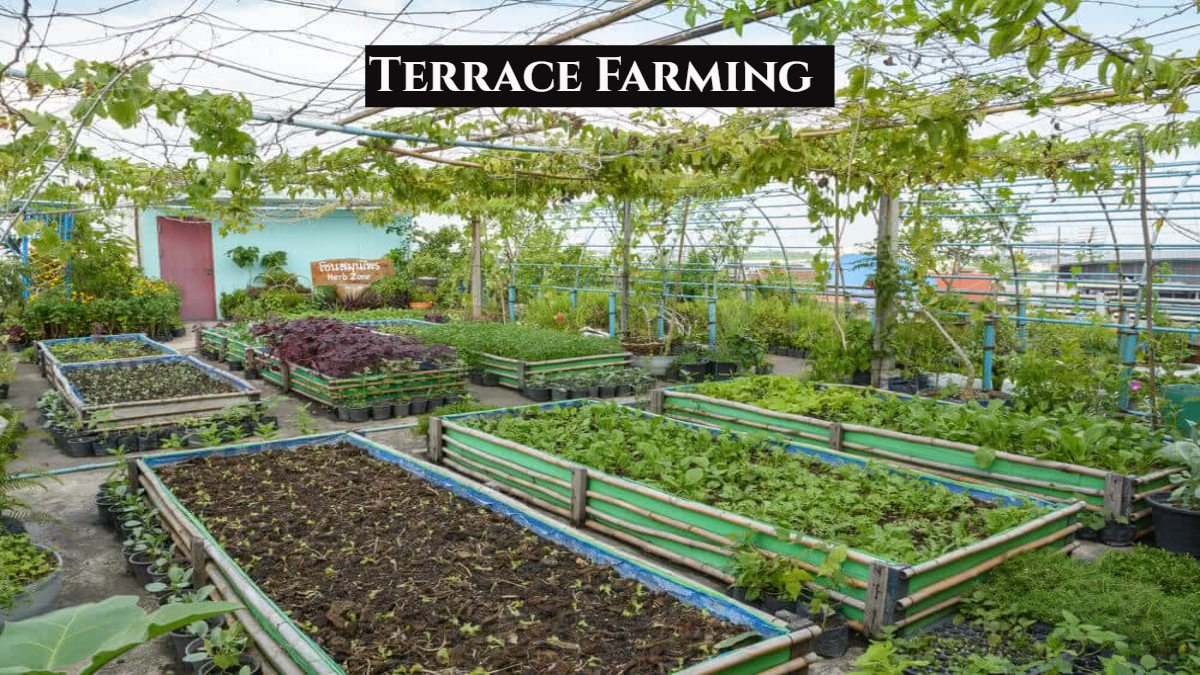 Terrace Farming Tips: अब छत पर उगा सकते हैं सब्जी और फल, सरकार दे रही सब्सिडी, जानिए कैसे करें आवेदन ?