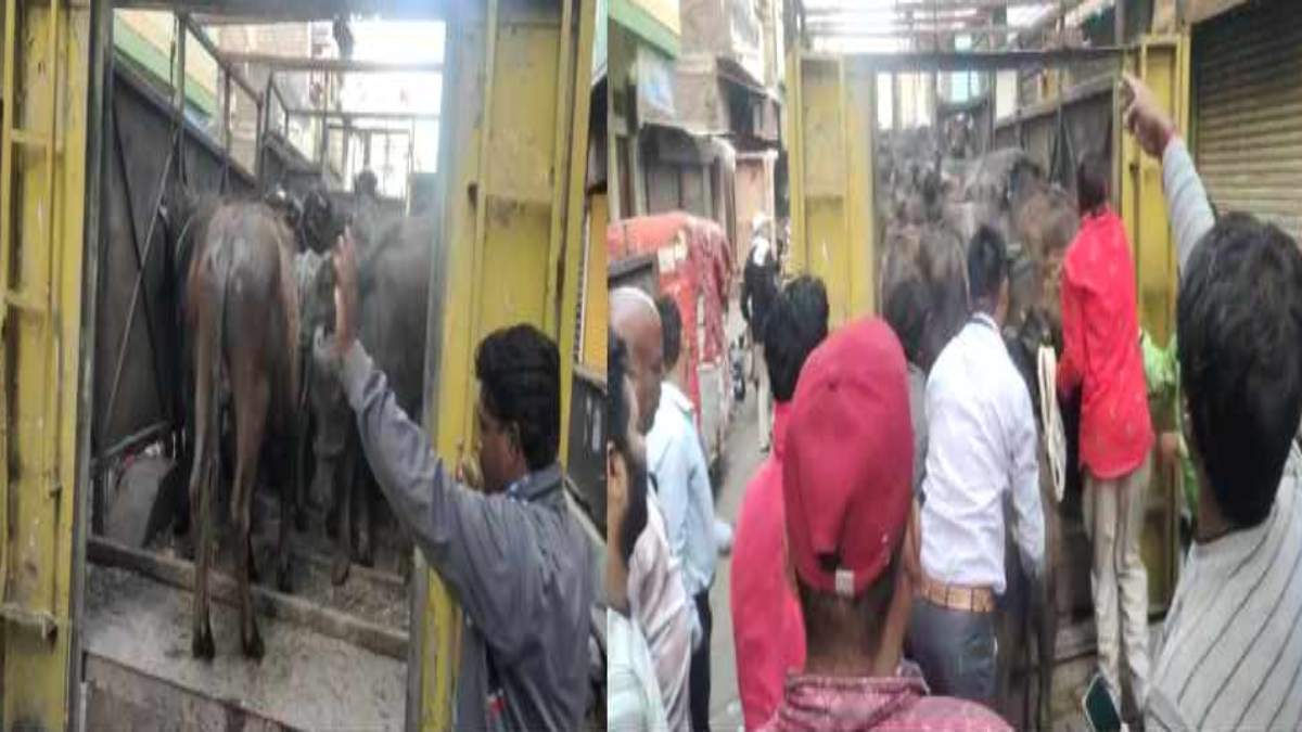 अवैध बूचडखानों पर प्रशासन की कार्रवाई: तीन दर्जन से अधिक मवेशियों को बचाया, 1 क्विंटल मांस जब्त