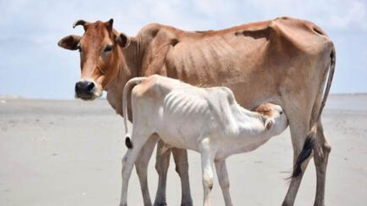 सियासत का केंद्र बनी गौ माताः प्रति गाय अनुदान को दोगुना करने पर पक्ष और विपक्ष में सियासी वार पलटवार