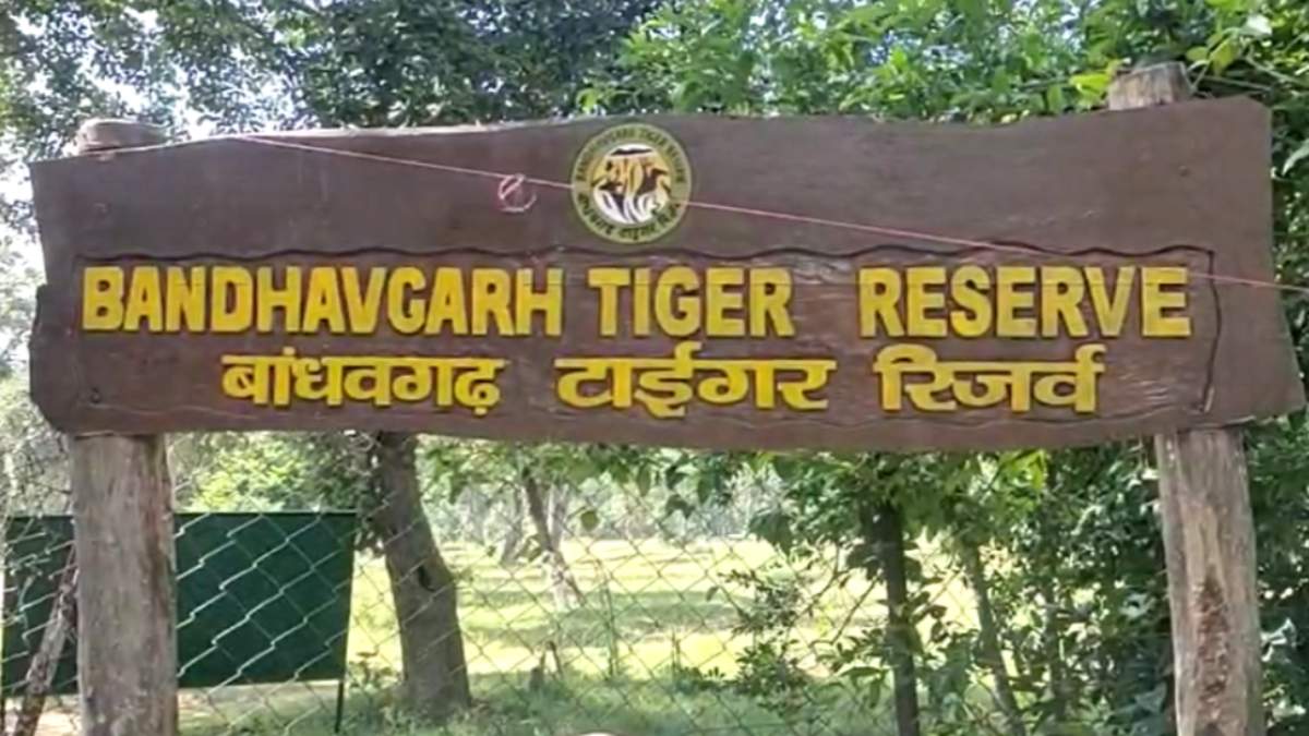 उमरिया कोर जोन की रेंजर निलंबित: बाघों की मौत के जागा बांधवगढ़ प्रबंधन, मुरैना में सड़क पर मिला तेंदुए का शव
