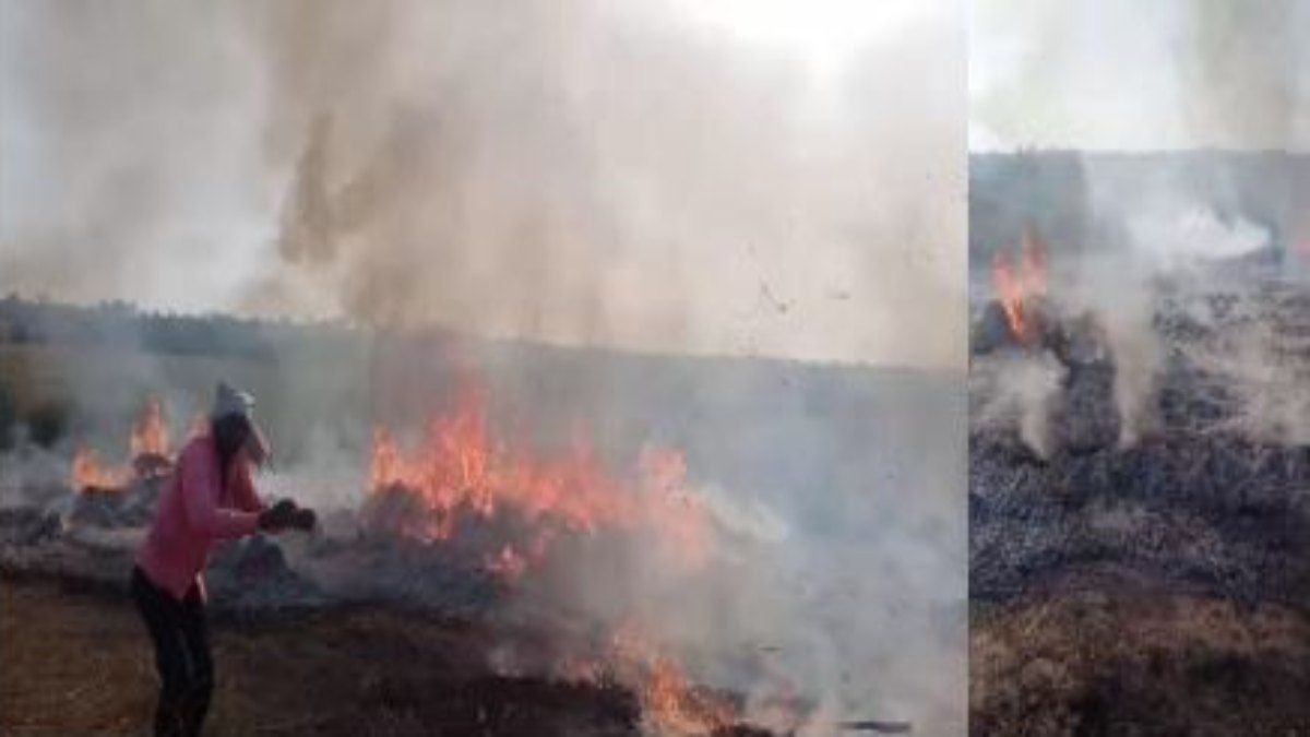 दबंगों की दबंगई: सरसों की फसल में लगाई आग, फूट-फूटकर रोया किसान