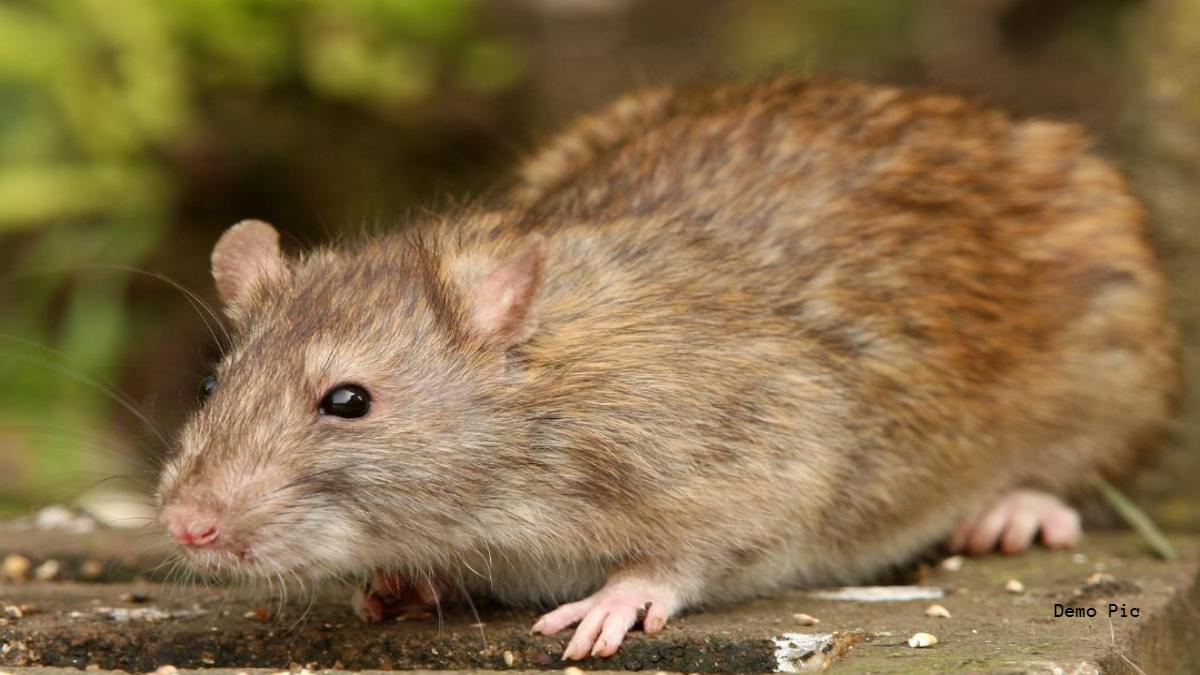 चूहों से फैली इस बीमारी से 2 लोगों की मौत: एक की हालत गंभीर, स्वास्थ्य विभाग अलर्ट