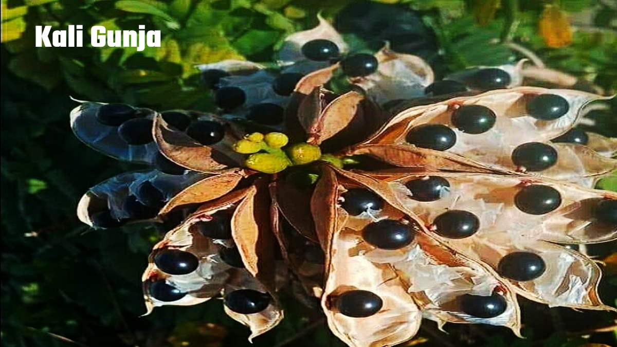 Kali Gunja : कठिन से कठिन समस्याओं का निदान करेगा ये बीज,