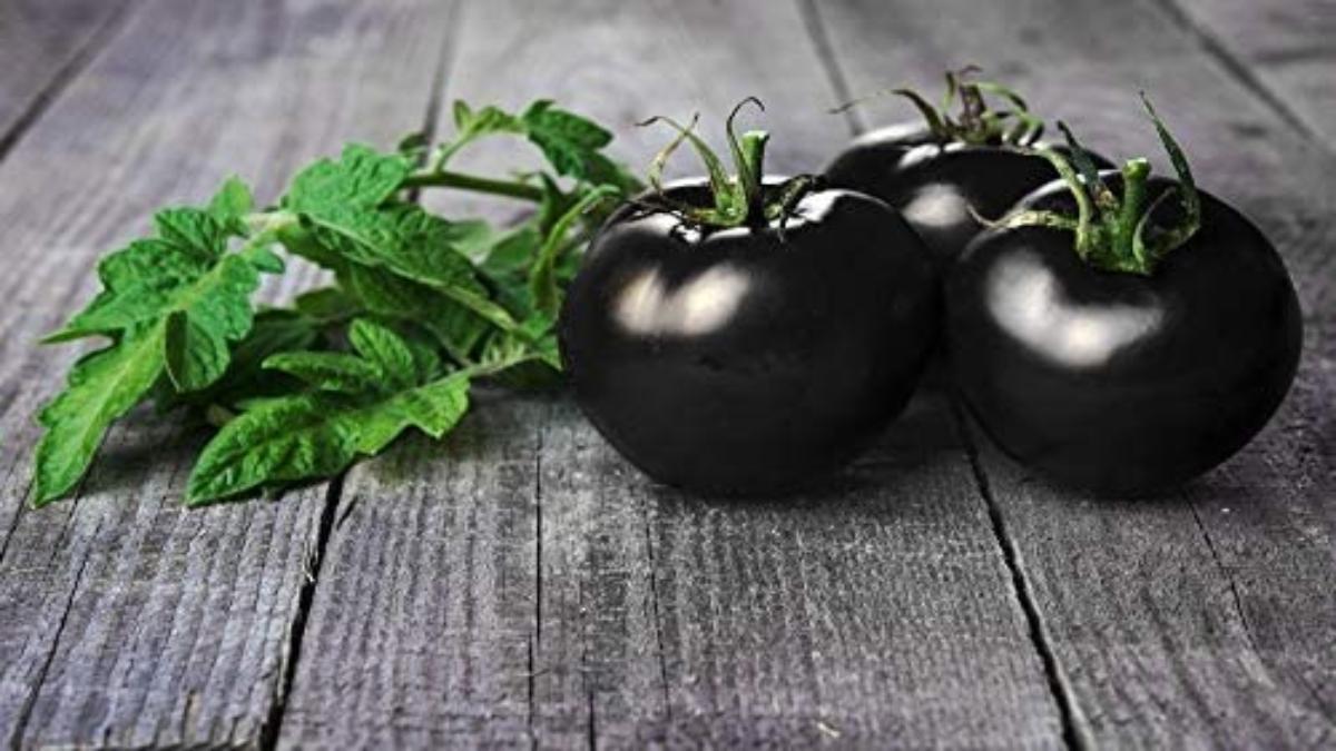 Black Tomato Farming: काले टमाटर की खेती कर बन  जाएंगे लखपति, जानिए कितना आएगा खर्च और कितना होगा मुनाफा ?