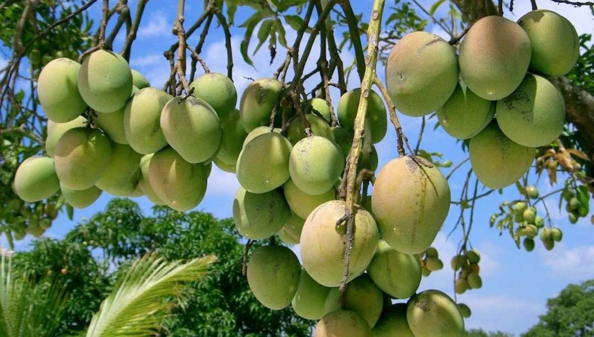 इन उपायों से किसान कर सकते है आम की बंपर पैदावार, सही मैनेजमेंट से फल बनेंगे बड़े और चमकदार…