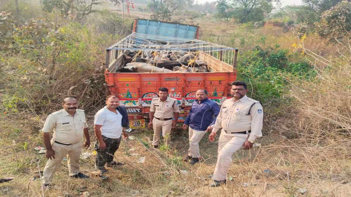 चलते ट्रक से कूदकर फरार हुए तस्कर: पुलिस ने 30 गोवंश को कराया मुक्त, 5 की मौत