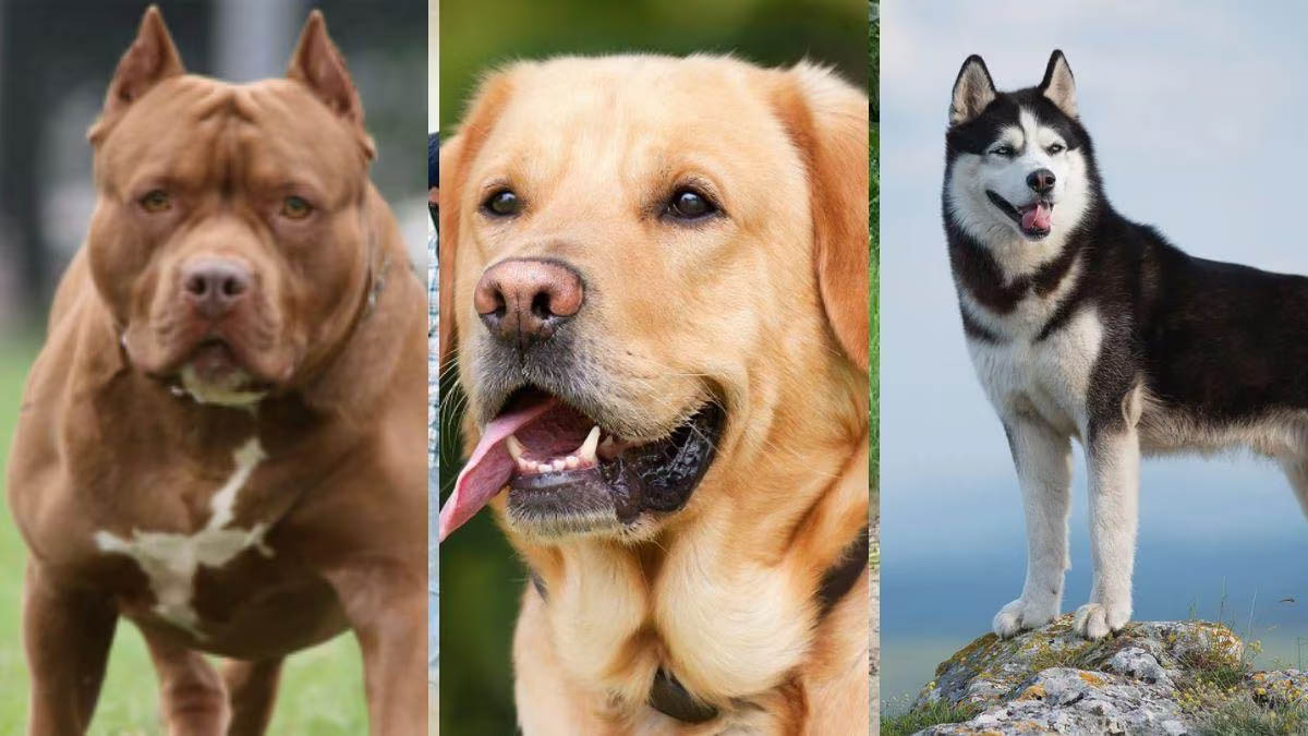 Ban On Dogs Breeds: अब घरों में नहीं पाल सकेंगे पिटबुल या विदेशी नस्ल के ये कुत्ते, 24 ब्रीड्स पर बैन