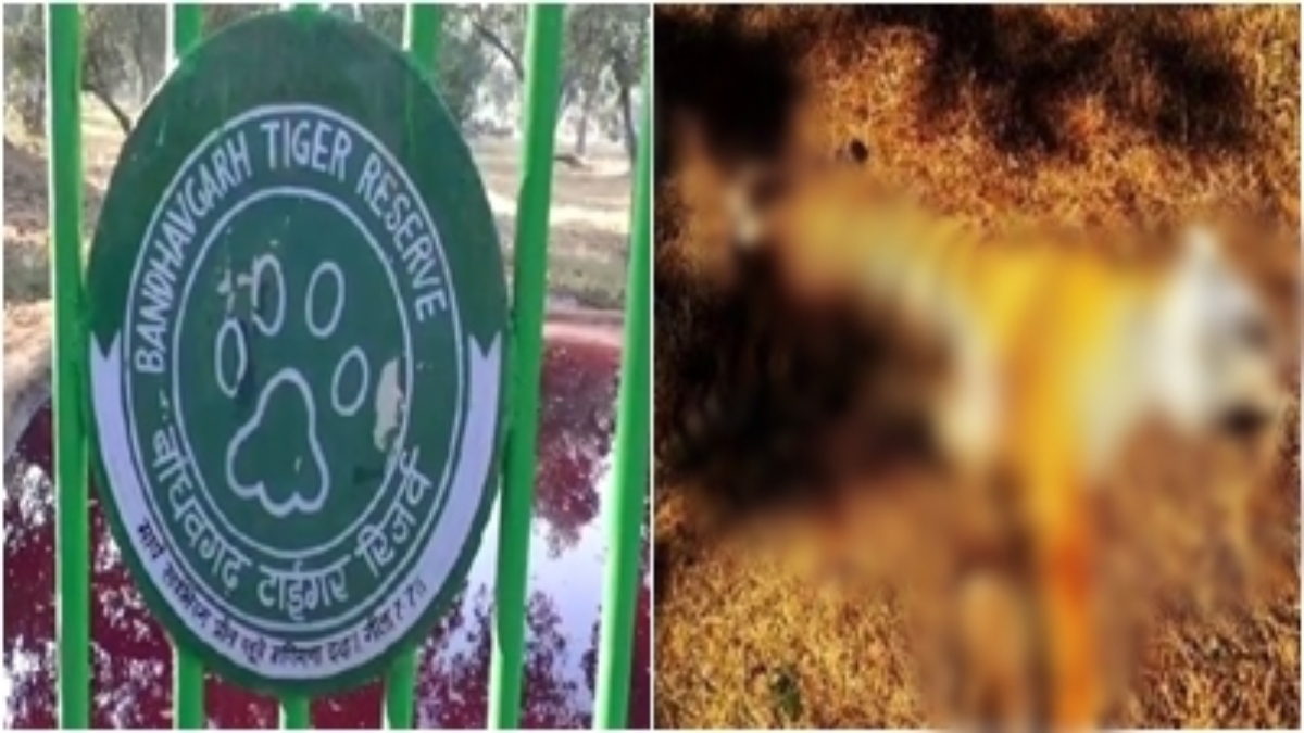 Bandhavgarh Tiger Reserve: एक ही दिन में दो बाघ शावकों की मौत से मचा हड़कंप, जांच में जुटा प्रबंधन 