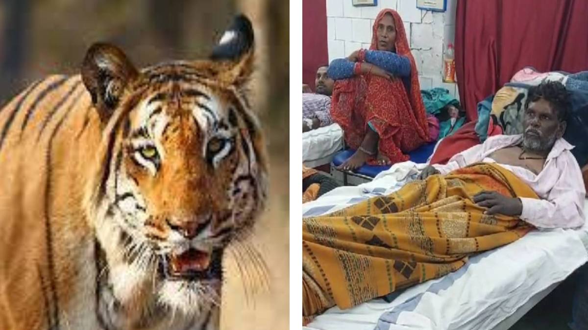 चरवाहे पर बाघ ने किया हमला, घायल ने बताया भगवान का चमत्कार