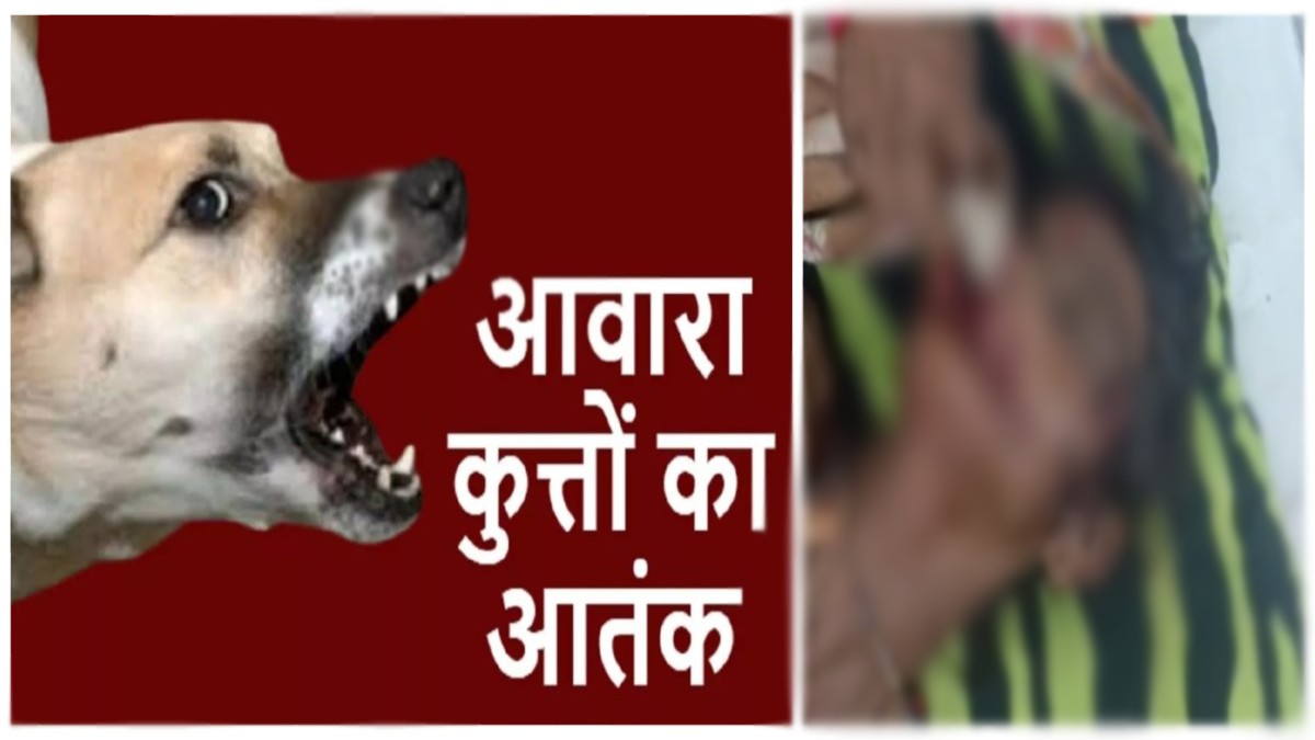 आवारा कुत्तों का आतंक: बुजुर्ग महिला पर हमला कर निकाल लिया जबड़ा, एक दर्जन से अधिक लोगों को भी बनाया शिकार