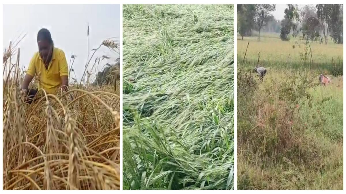 बेमौसम बारिश और ओलावृष्टि ने अन्नदाताओं पर ढाया कहर: तेज हवाओं से फसल बर्बाद, किसानों ने की सर्वे कराने की मांग