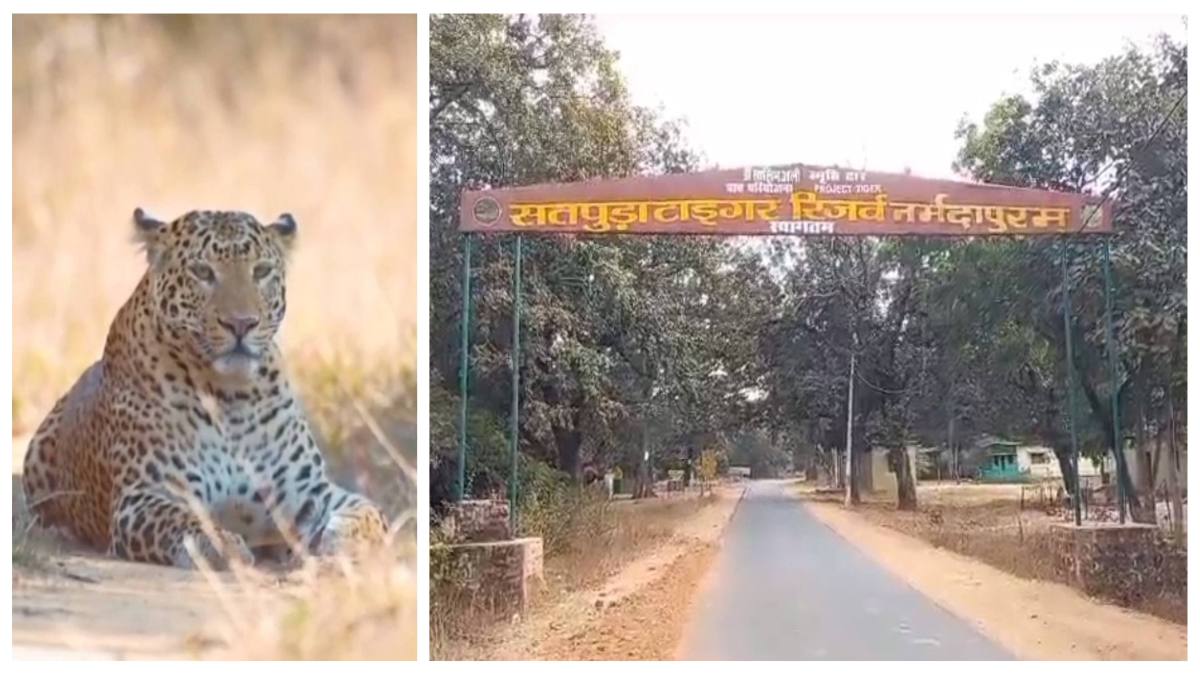 बेहतर मैनेजमेंट के चलते पन्ना पहले और सतपुड़ा दूसरे नंबर पर आया अव्वल, तेंदुओं की बढ़ी संख्या