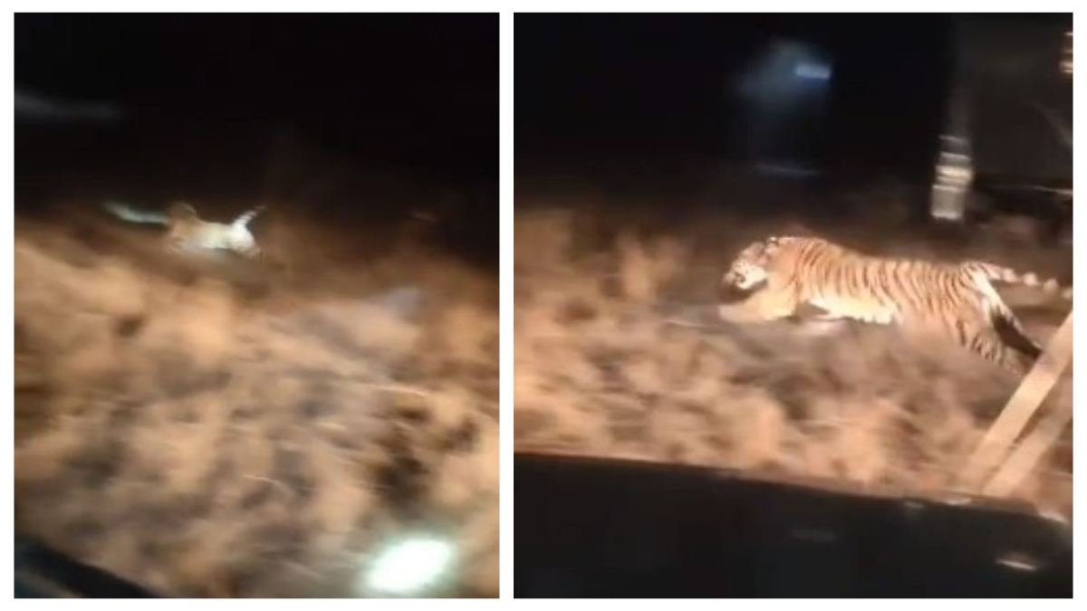 VIDEO: बांधवगढ़ नेशनल पार्क से नौरादेही अभ्यारण लाए गए 2 टाइगर, कलेक्टर ने किया स्वागत
