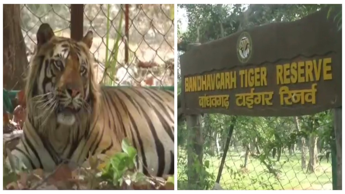 लगातार हो रही बाघों की मौत पर सरकार का एक्शनः गठित की तीन सदस्य की टीम, 3 सालों में हुई बाघों की मौत की करेगी जांच