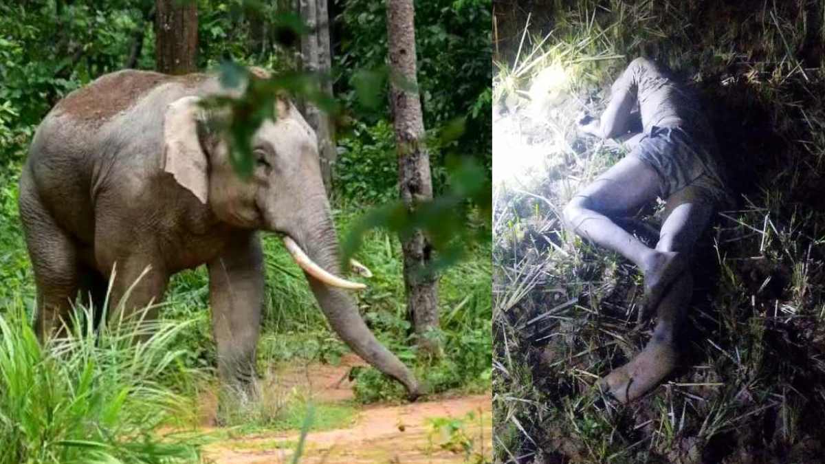 हाथियों का आतंक : शादी कार्यक्रम से लौट रहे ग्रामीणों पर दंतैल हाथी ने किया हमला, एक को कुचलकर उतारा मौत के घाट