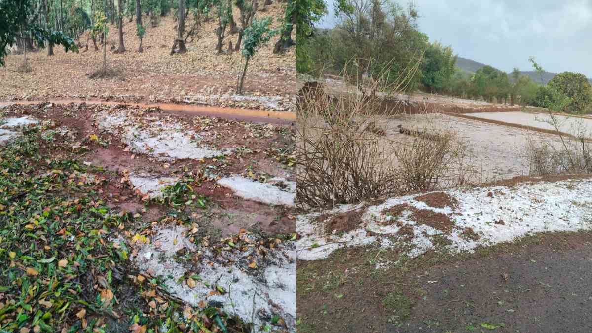 जशपुर में ओलावृष्टि से किसानों की फसल हुई चौपट, दो दिन से रुक-रुककर हो रही है बारिश