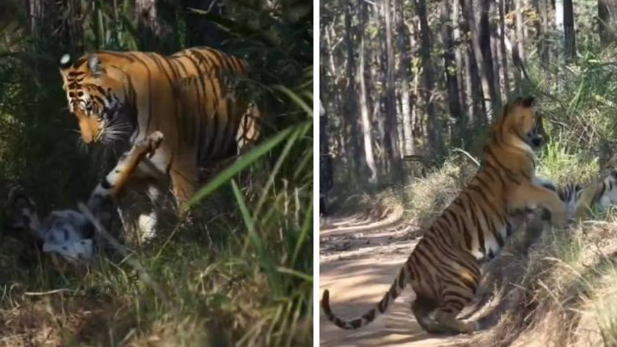Satpura Tiger Reserve में मछली बाघिन का दीदार: शावकों को दांवपेच सिखाते आई नजर, रोमांचित हुए पर्यटक
