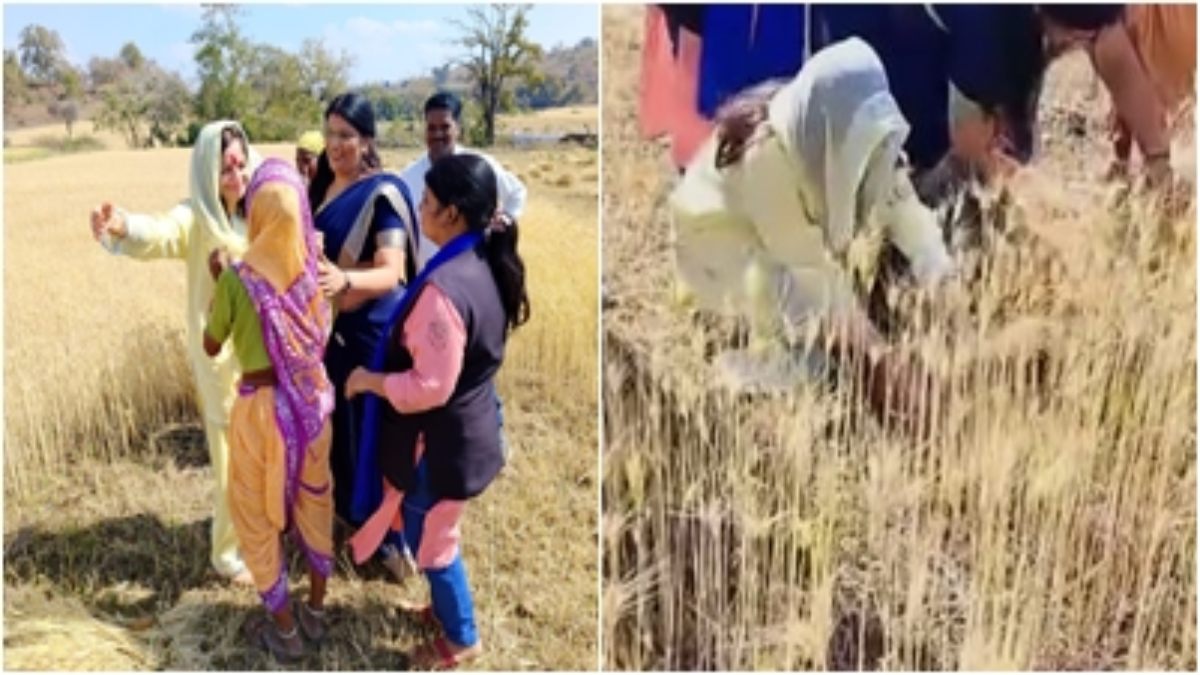 सांसद पति के लिए मैदान में उतरी पत्नी, VIDEO: प्रियानाथ ने महिलाओं के साथ खेत में काटा गेहूं, नकुलनाथ के लिए मांगा समर्थन
