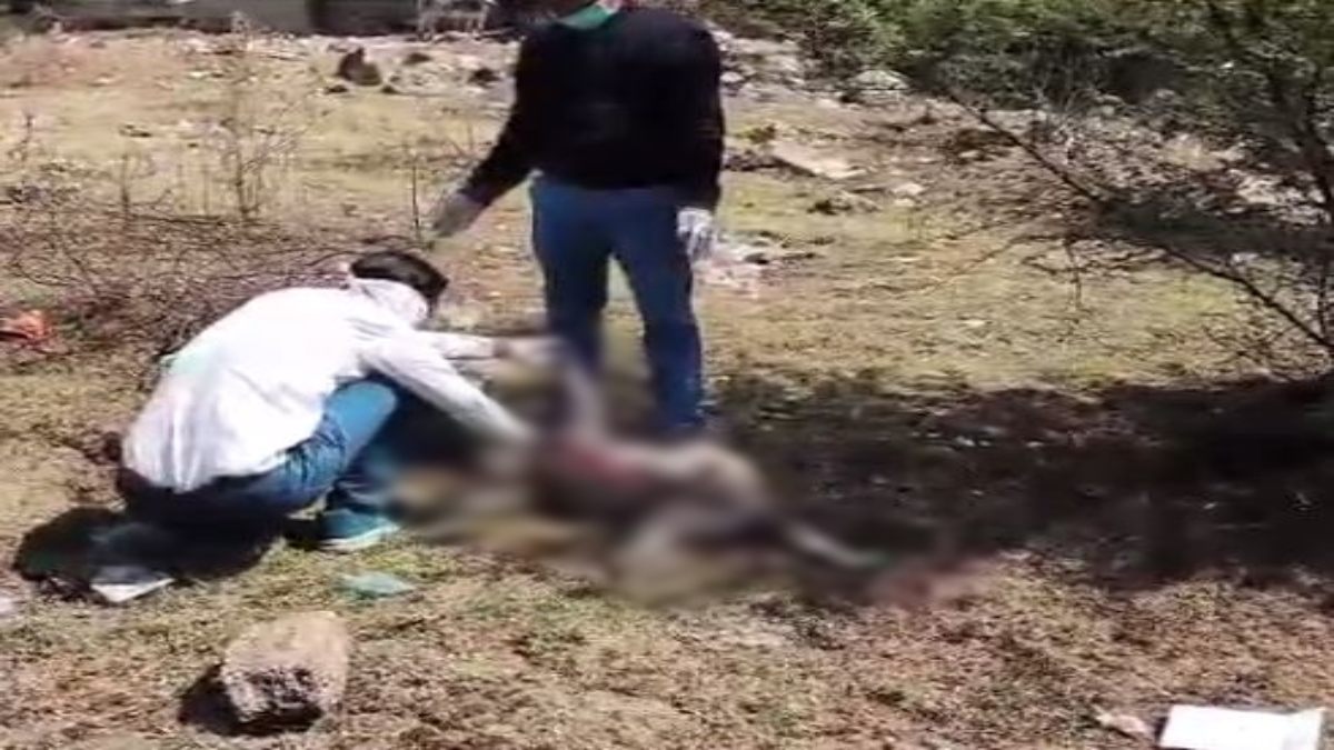 पालतू कुत्ते को डंडे से पीट-पीटकर उतारा मौत के घाट: आरोपी के खिलाफ FIR दर्ज, ये है पूरा मामला