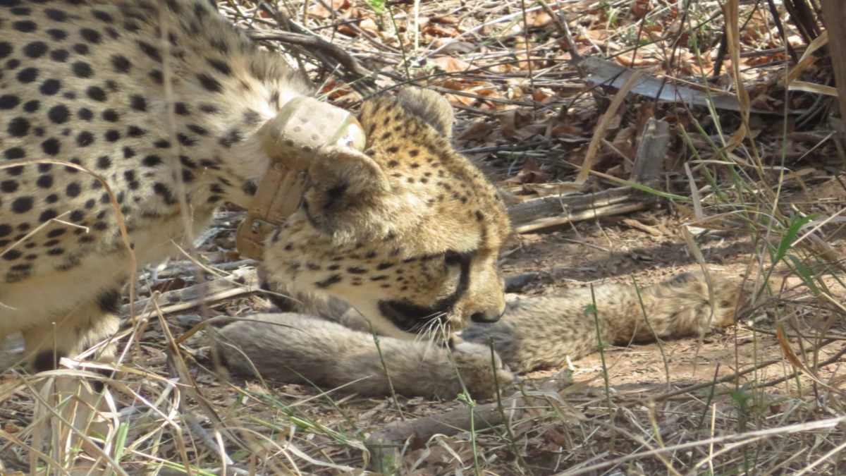 कुनो में बढ़ा चीतों का कुनबा: ‘गामिनी’ ने दिया 5 शावकों को जन्म, केंद्रीय वन मंत्री ने ट्वीट कर दी बधाई, CM मोहन ने भी जताई खुशी
