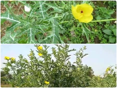 सत्यानाशी में है हर रोगों से लड़ने की शक्ति, 2000 सालों से वैद्यराज कर रहे इस जड़ी-बूटी का इस्तेमाल