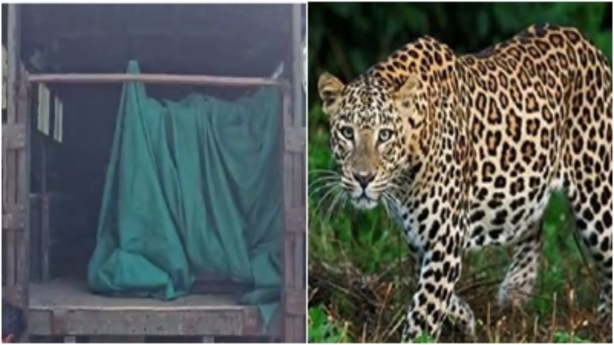 रिहायशी इलाके में घूम रहे तेंदुए को वन विभाग ने पकड़ा, 3 दिन से जारी था सर्च ऑपरेशन, लोगों ने ली राहत की सांस 