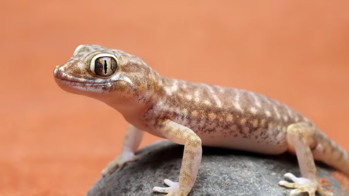 घर में लगाएं ये 4 पौधे, नहीं दिखेगी छिपकली, इनकी गंध से भाग जाती है छिपकलियां