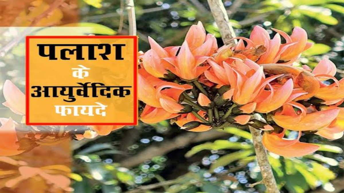 फाल्गुन में खिलने वाले खूबसूरत पलाश के हैं कई फायदे, औषधीय गुणों का खजाना है इसके फूल और बीज में