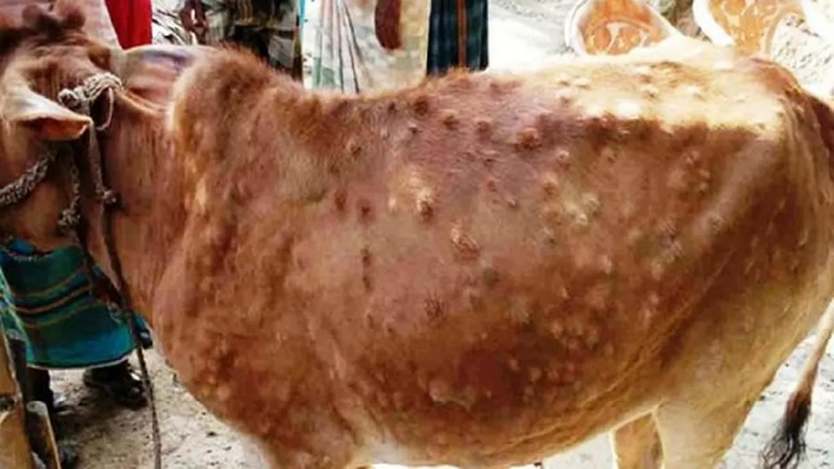 पंजाब में लम्पी स्किन बीमारी से बचाव के लिए 50 प्रतिशत गऊओं का टीकाकरण मुकम्मल : खुड्डियां