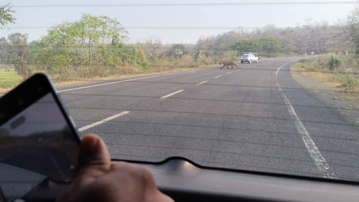 Tiger Movement: रायसेन भोपाल रोड पर फिर दिखा बाघ का मूवमेंट, राहगीरों ने कैमरे में किया कैद