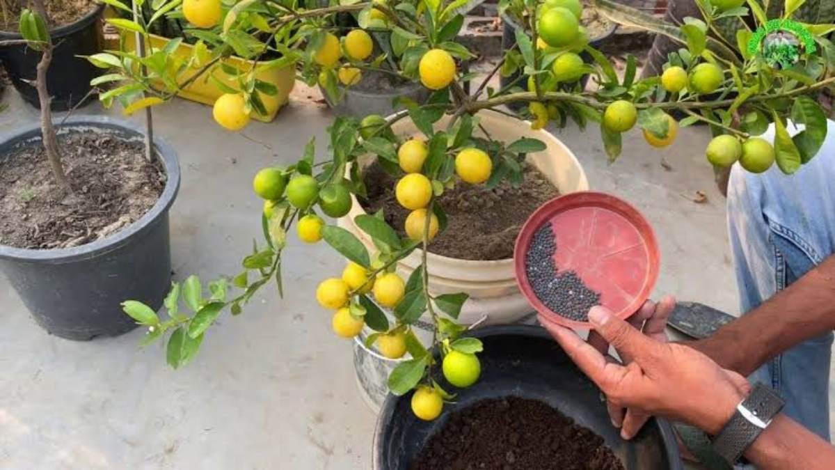 Gardening Tips : घर के गमले में भी लगा सकते हैं नींबू, यहां जाने कैसे करेंगे पौधे की देखभाल