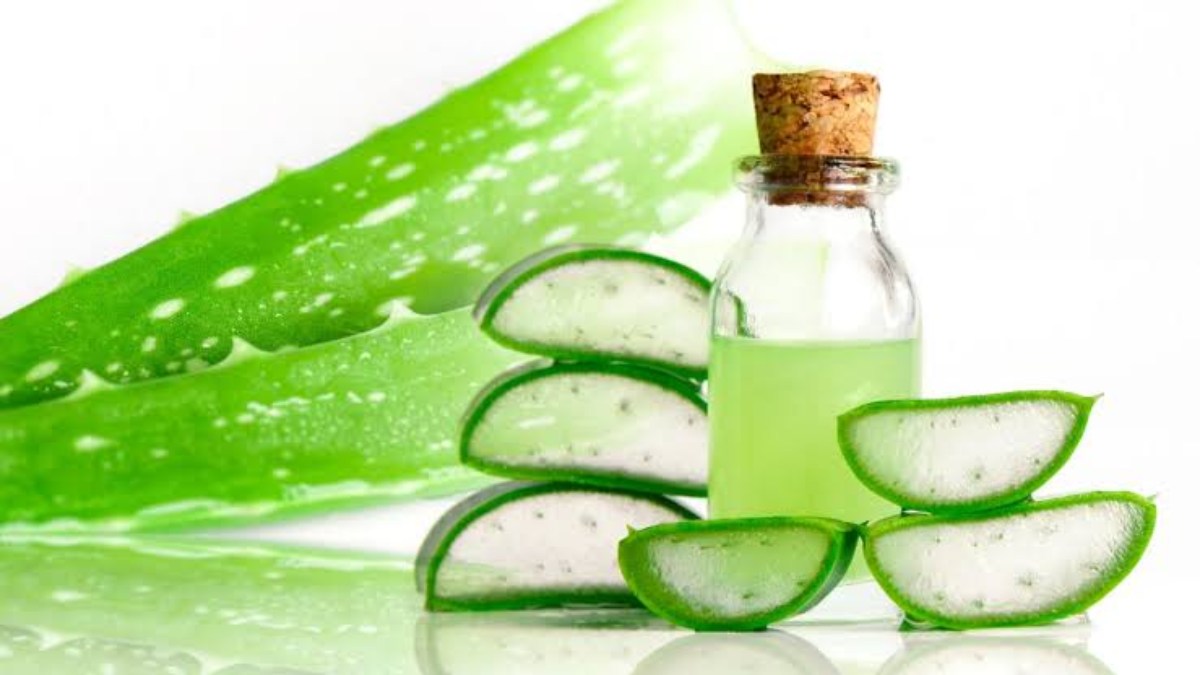 Benefits Of Aloe Vera Oil : पोषक तत्वों से भरपूर है एलोवेरा तेल, यहाँ जाने इसके 5 बड़े लाभ