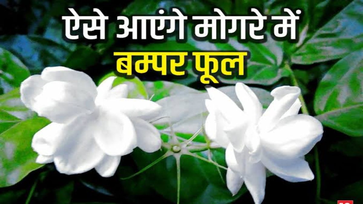 क्या आपके घर के मोगरे के पौधे में नहीं आ रहें फूल? तो इन बातों का रखें ख्याल