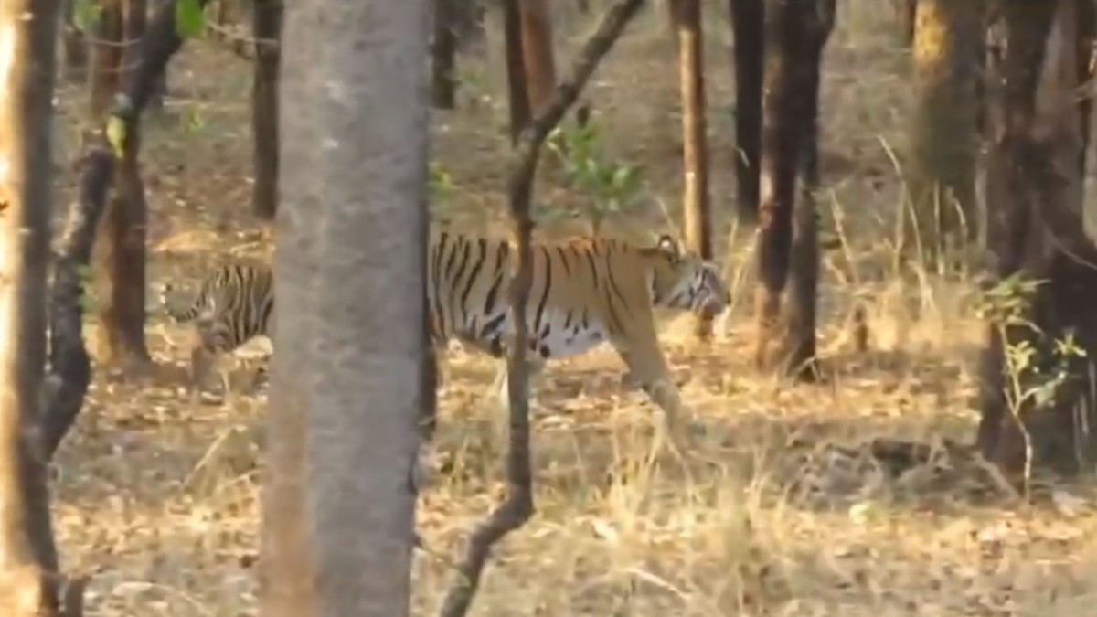टाइगर रिजर्व में पर्यटकों की थमी सांसे, VIDEO: सैलानियों के वाहनों के बीच से गुजरा बाघिन का कुनबा, शावकों के साथ वॉक पर निकली मां