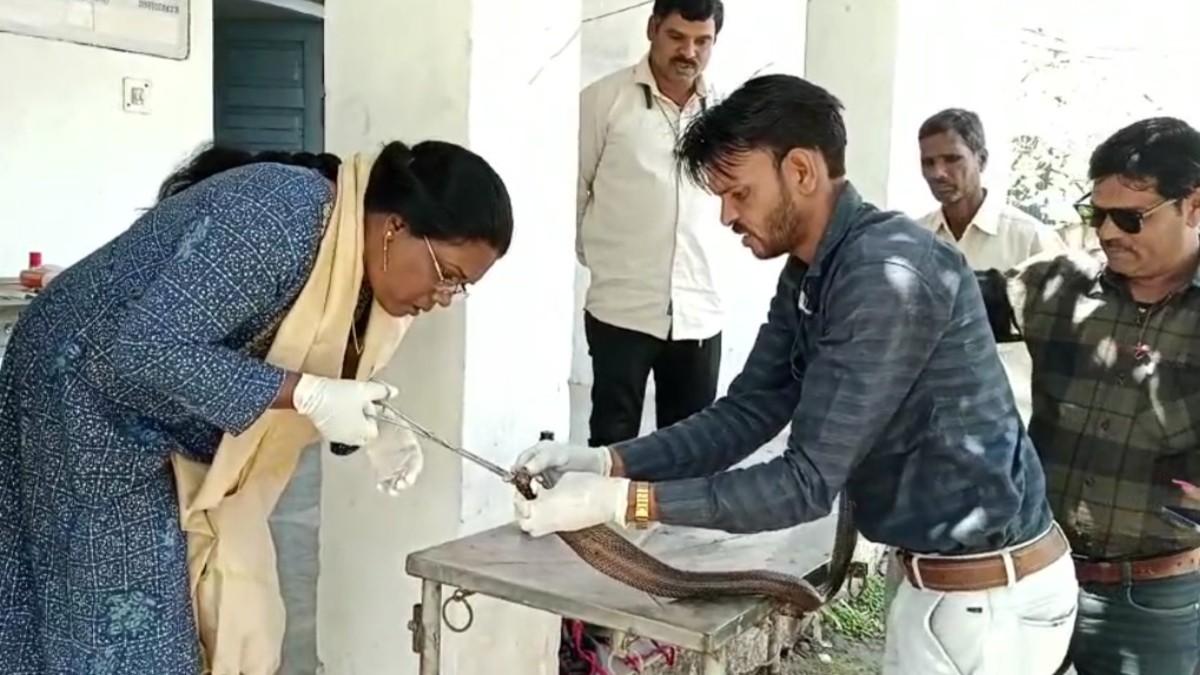 फेवीक्विक से चिपका दिया सांप का मुंह: सर्प विशेषज्ञ ने दिखाई मानवता, डॉक्टर ने कड़ी मेहनत के बाद फिर खोला