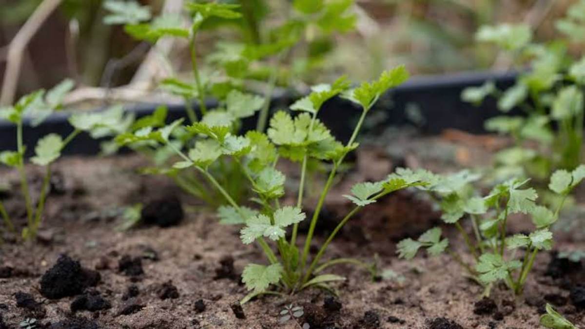 Gardening tips : गर्मी के मौसम में भी अच्छी तरह लहराएगा धनिया, बस पौधे में डालें ये चीजें